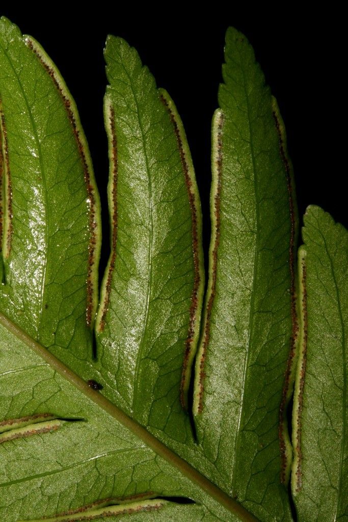 Pteris laevis fruit