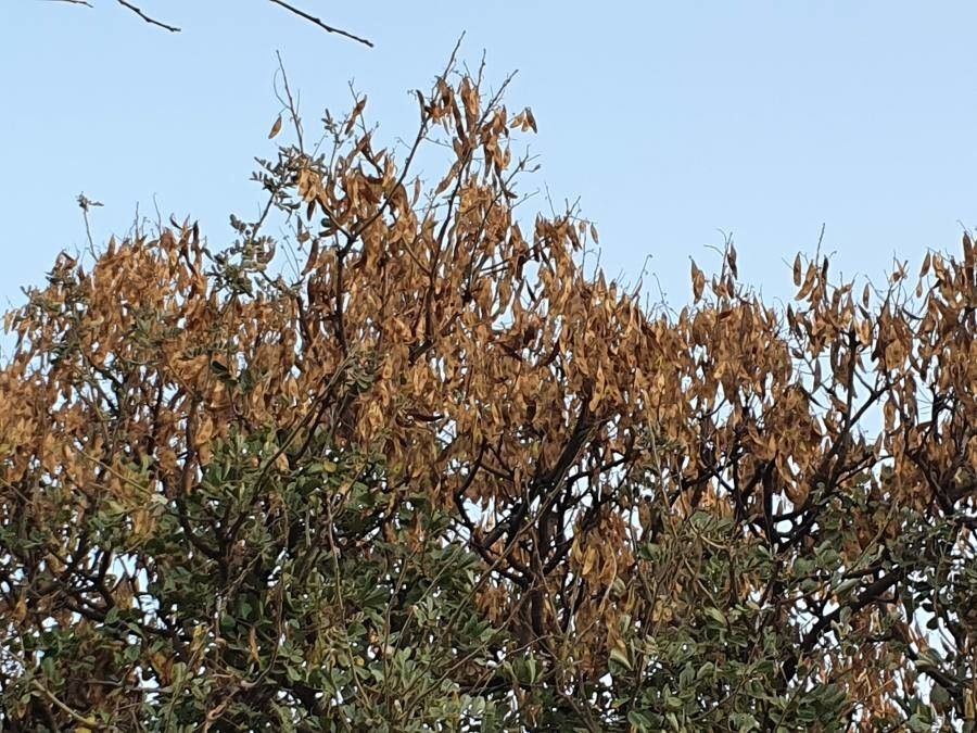 Lonchocarpus eriocalyx fruit