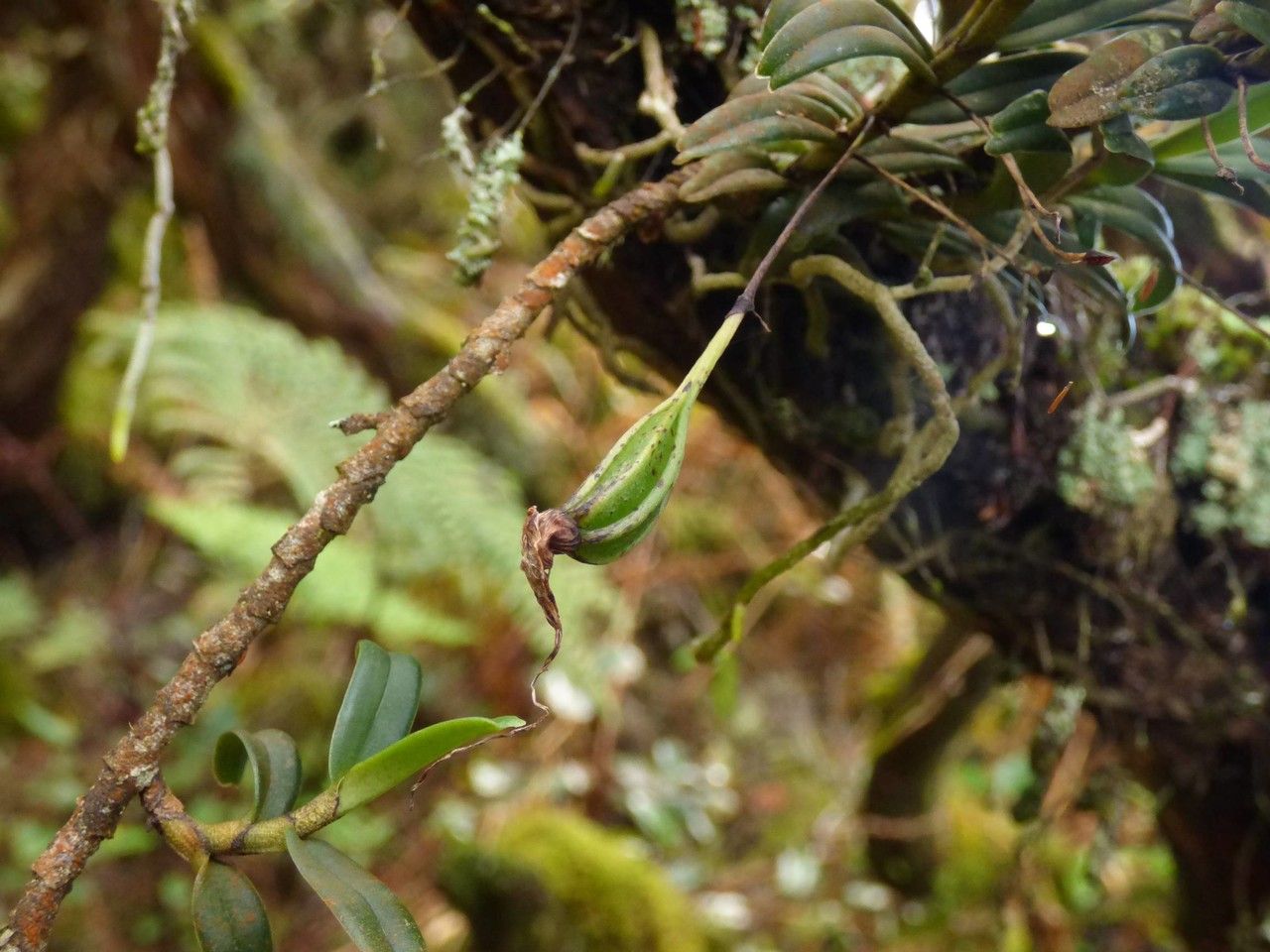 Angraecum costatum fruit