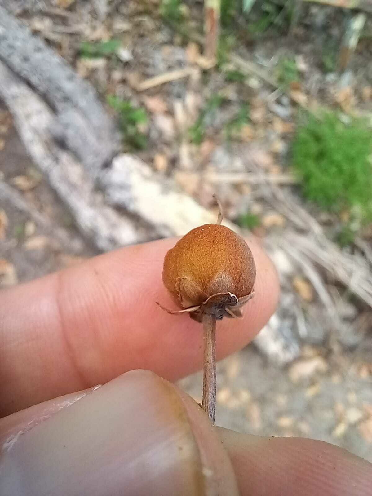 Pouteria macrophylla fruit