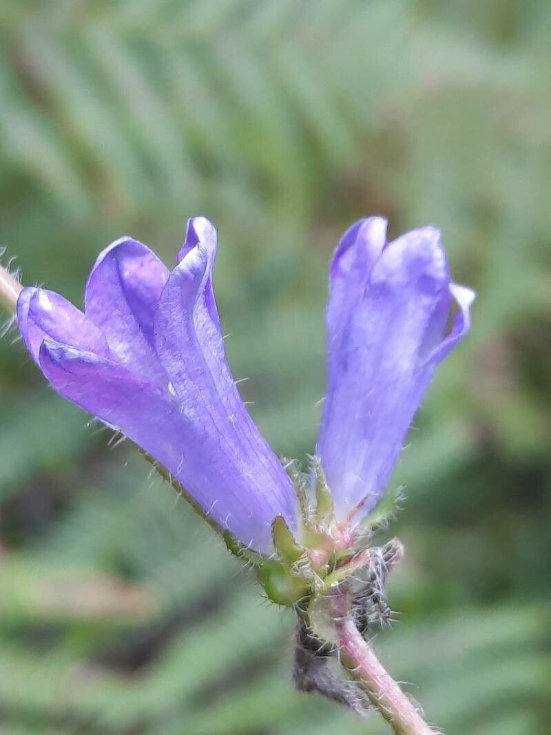 Campanula lingulata flower