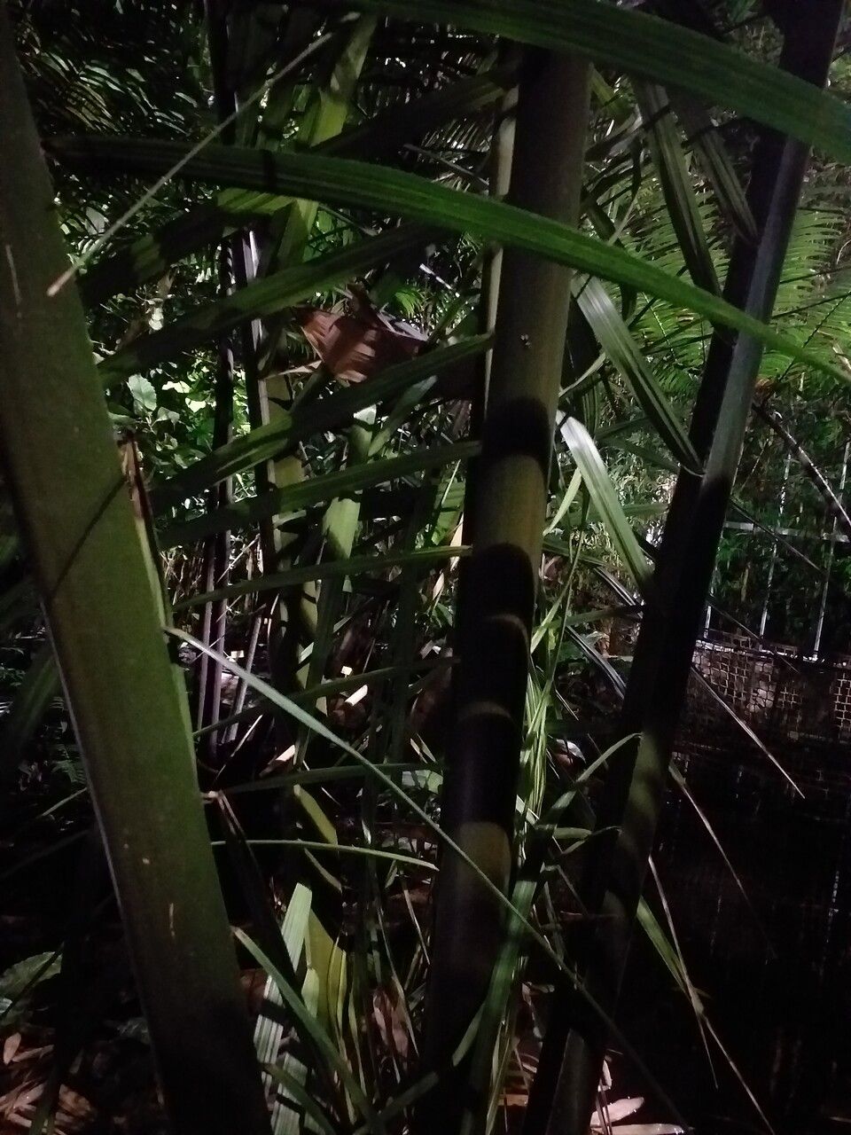 Phytelephas macrocarpa bark