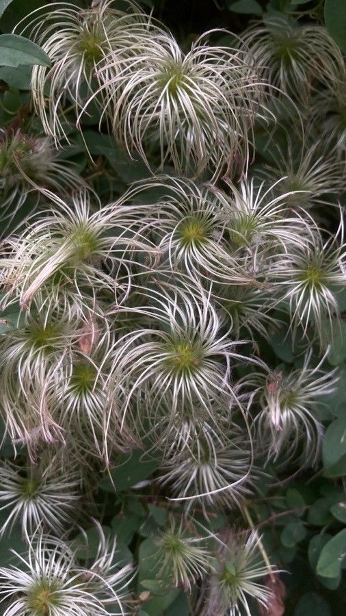 Clematis viorna fruit