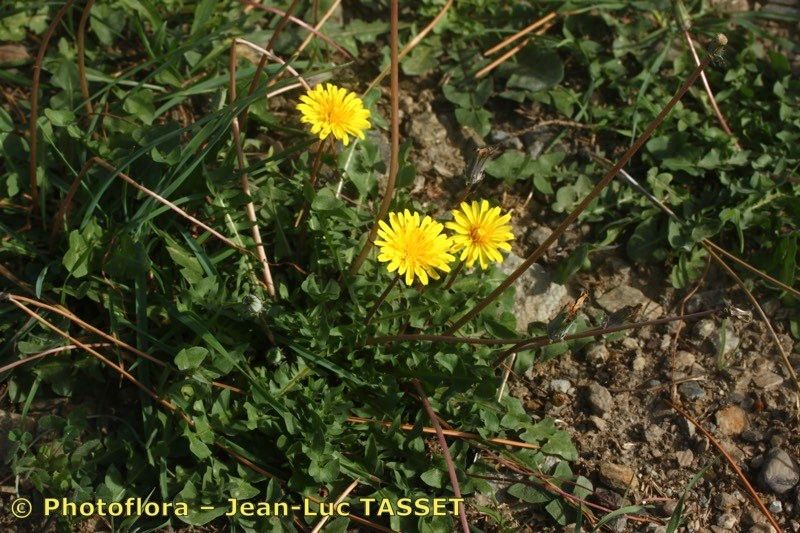 Taraxacum gaditanum habit