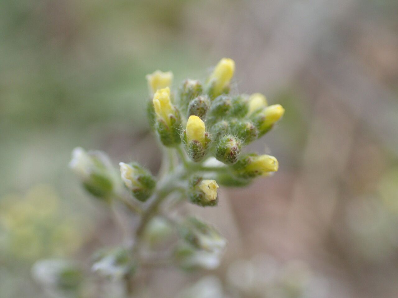 Alyssum alyssoides flower