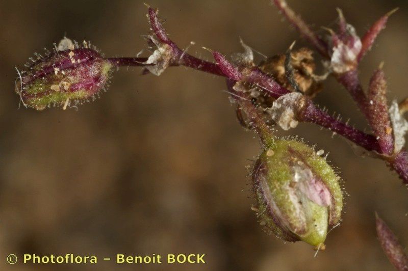 Spergularia echinosperma fruit