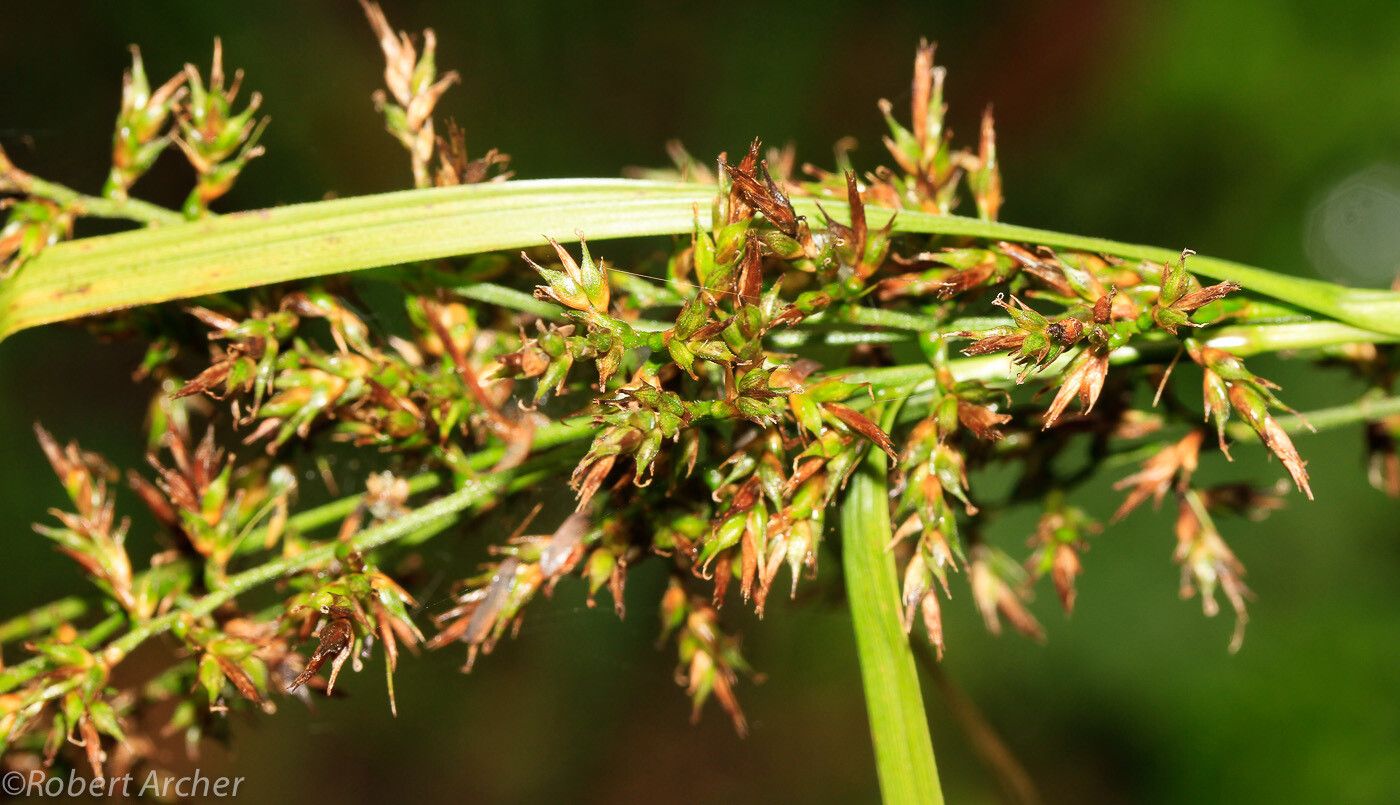 Carex spicatopaniculata — houseplant care guide