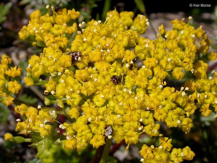 Lomatium hallii — houseplant care guide