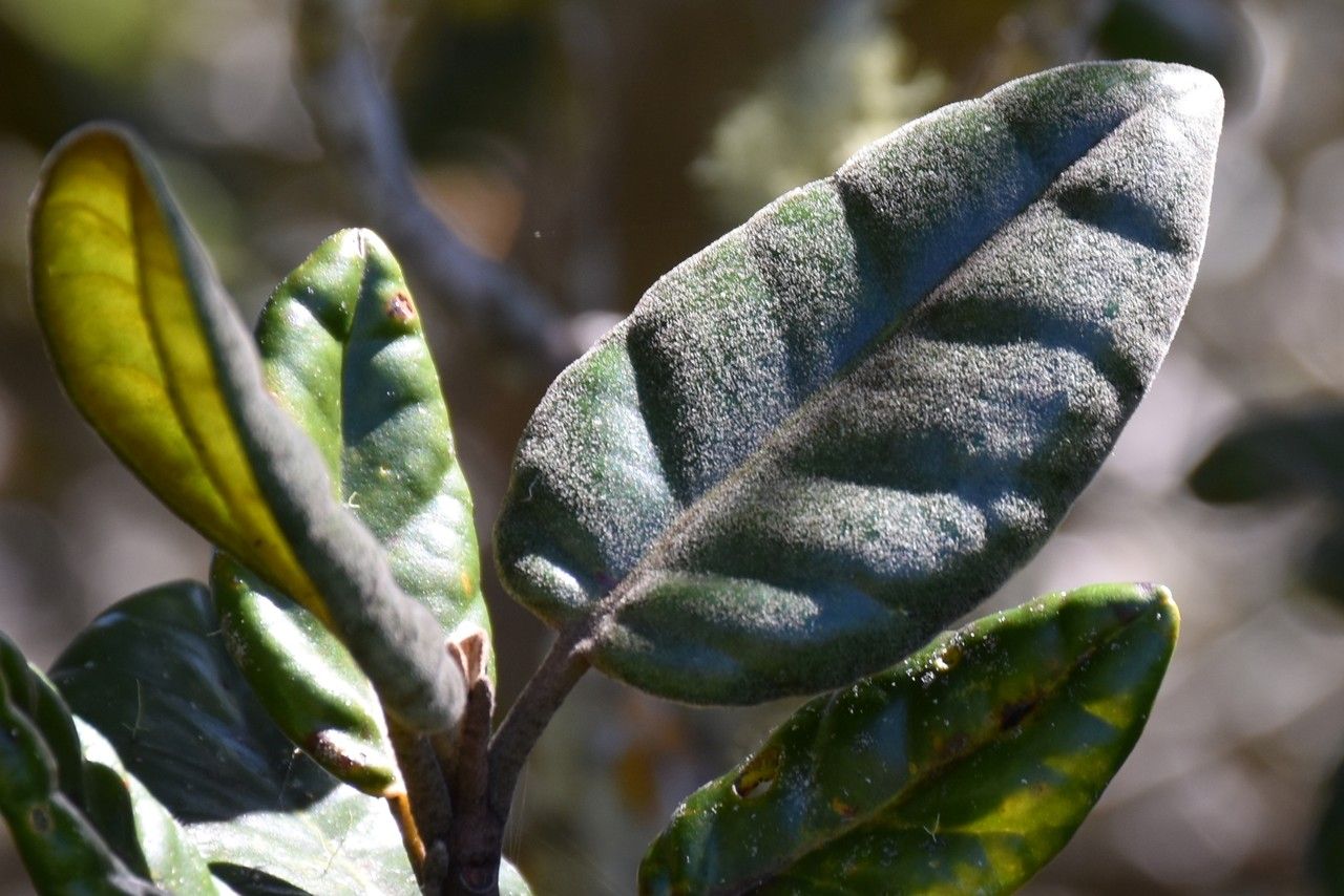 Eugenia tinifolia — houseplant care guide