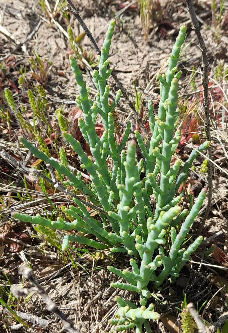 Salicornia neei habit