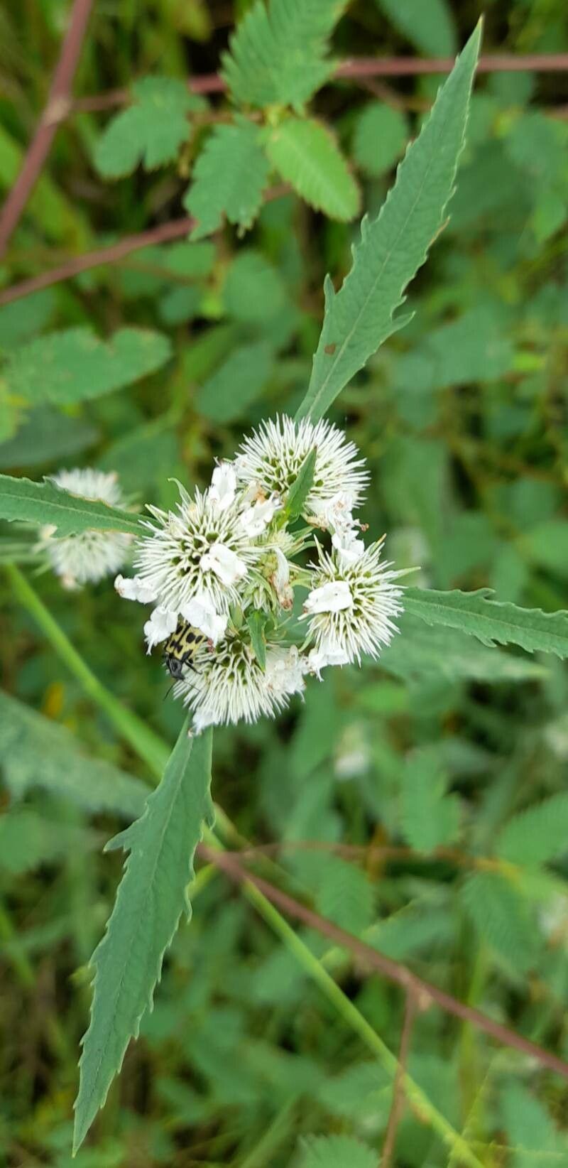 Hyptis lappacea flower