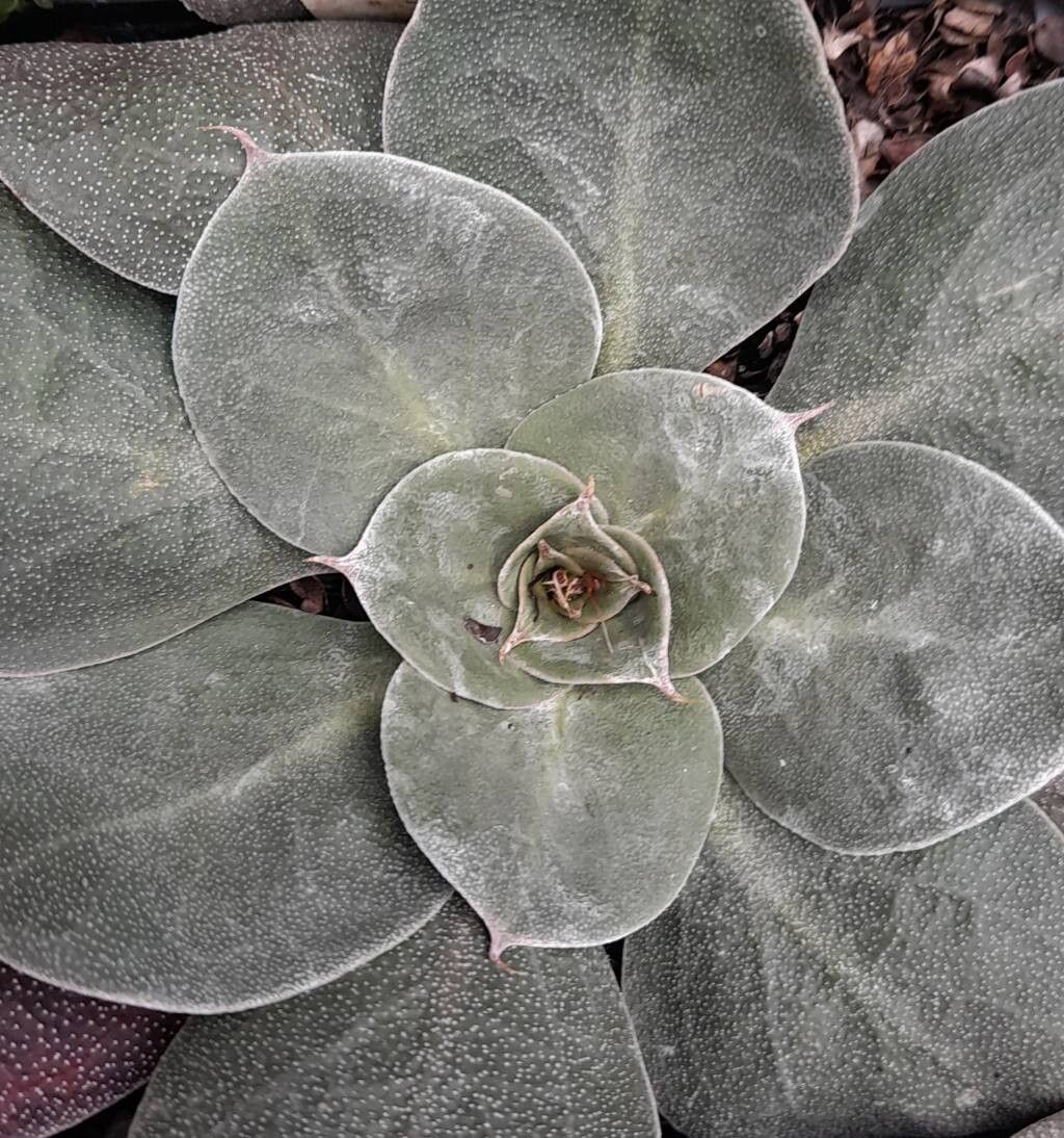 Goniolimon cuspidatum — related species from the same genus