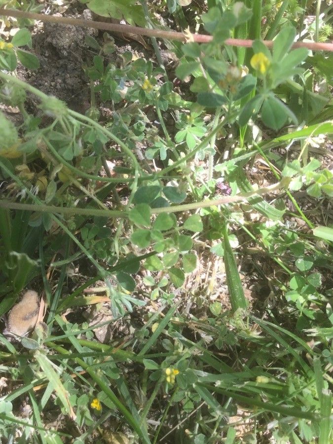 Medicago murex — search result for 'Mediterranean Basin'