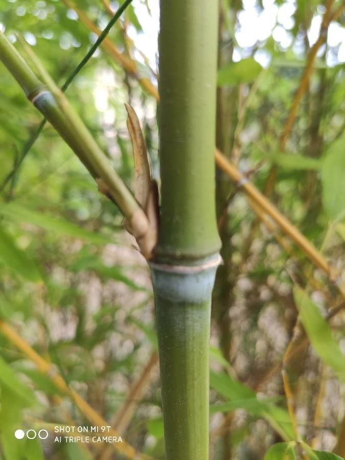 Fargesia murielae bark