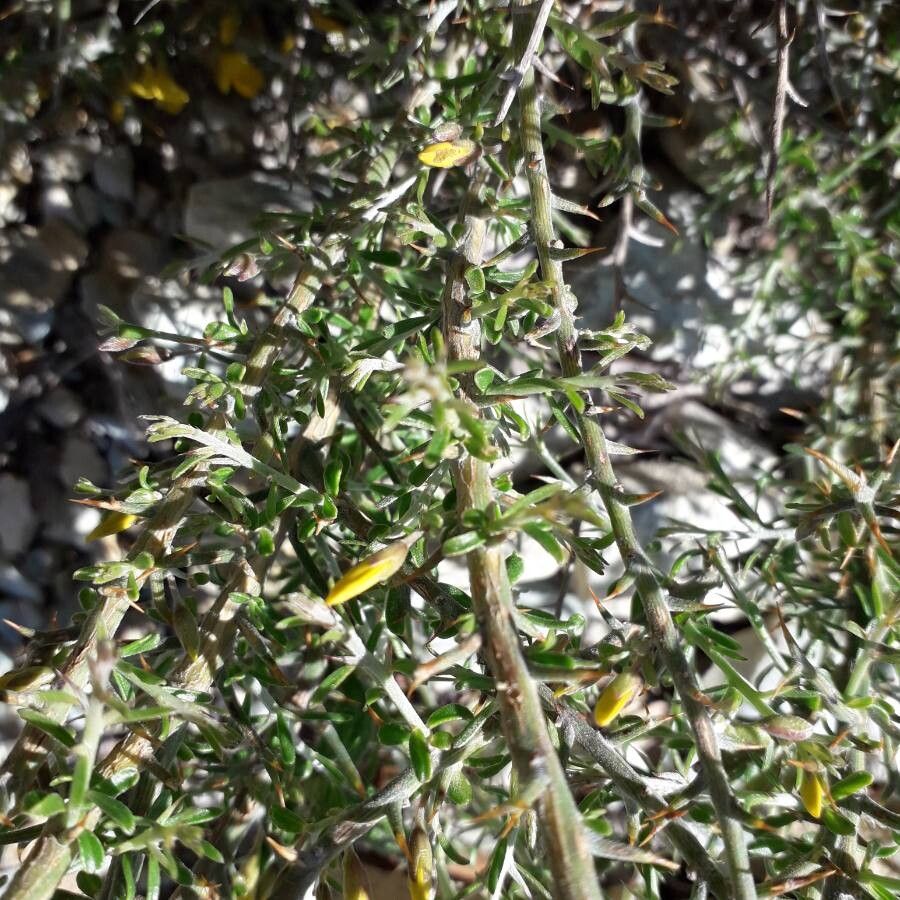 Genista corsica leaf