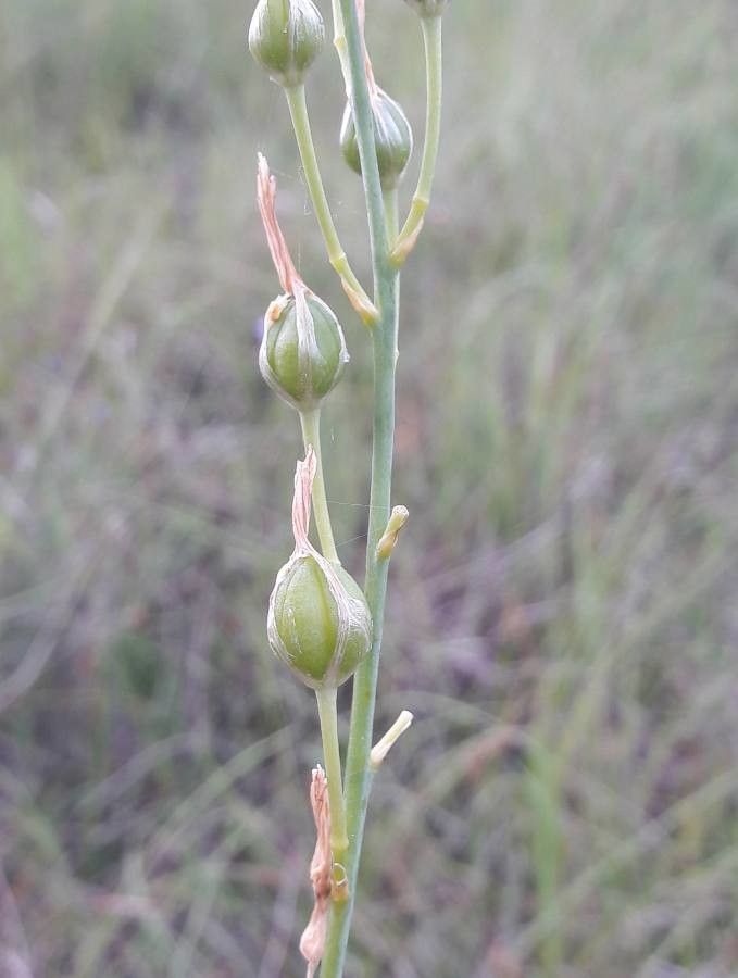 Anthericum liliago fruit