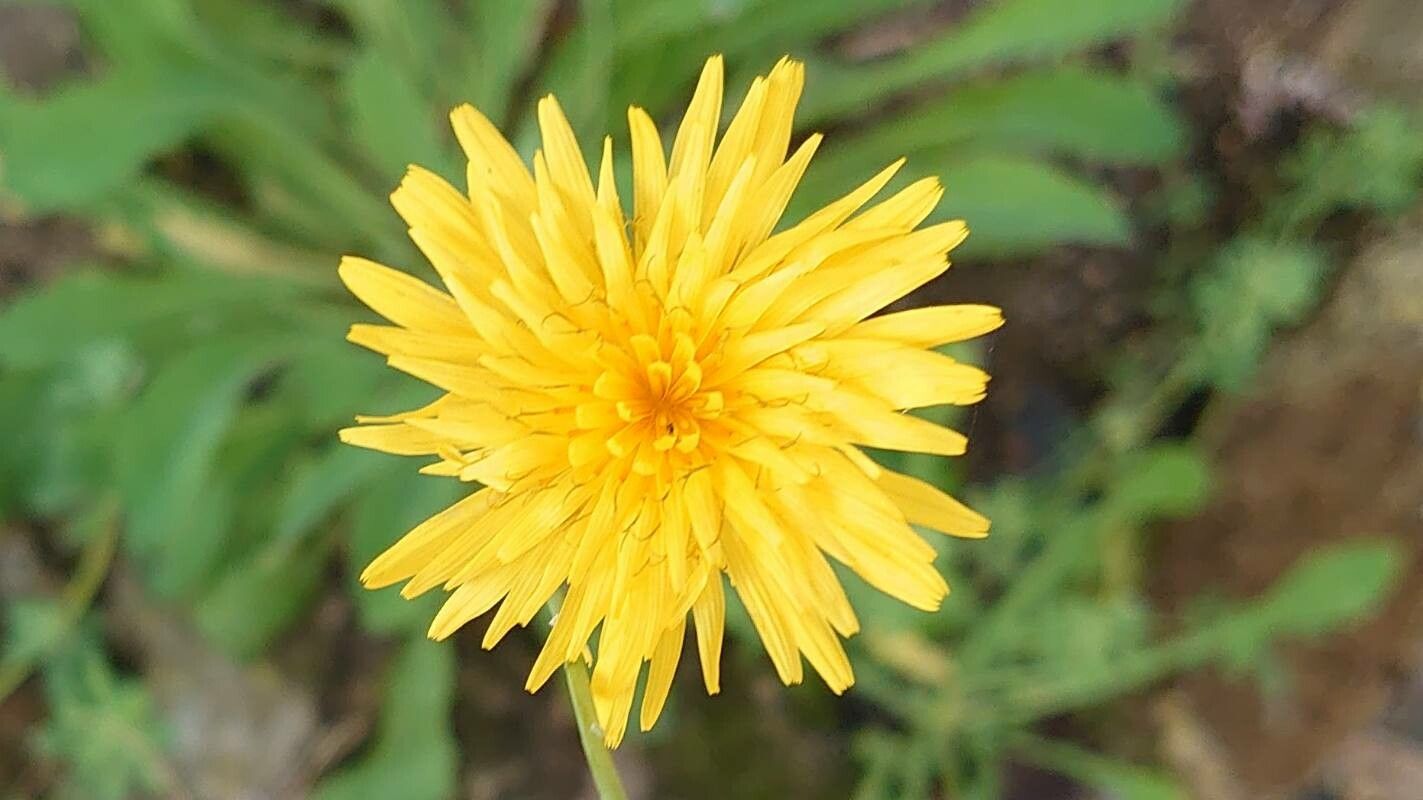 Reichardia picroides flower