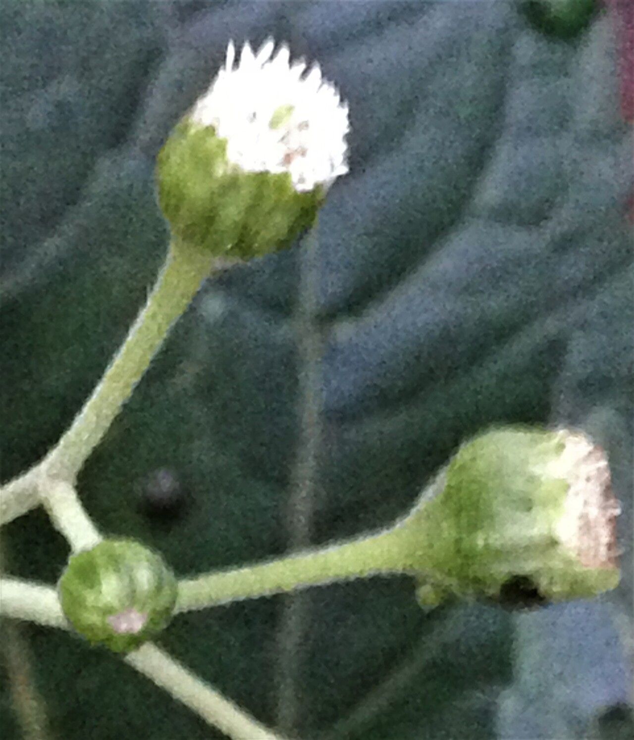 Adenostemma viscosum flower