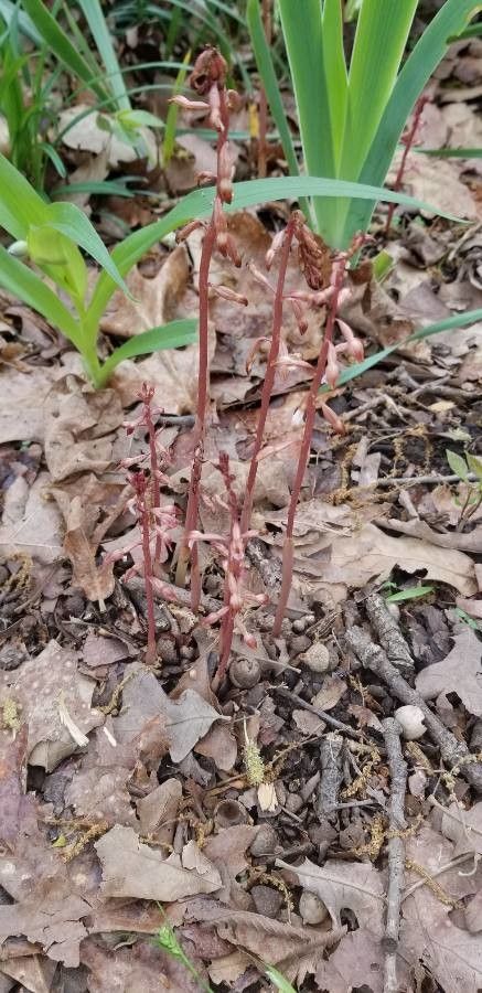 Corallorhiza maculata flower