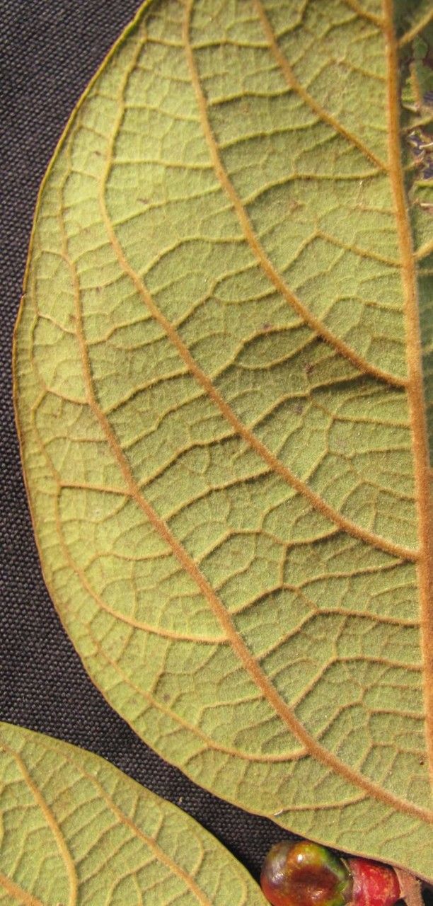 Cinnamomum tonduzii — search result for 'Cinnamomum'