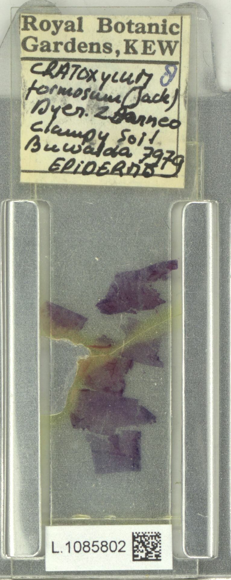 Cratoxylum formosum leaf