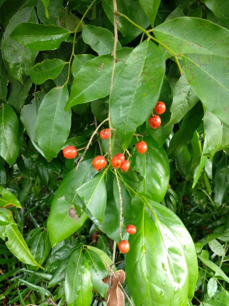 Picramnia pentandra fruit