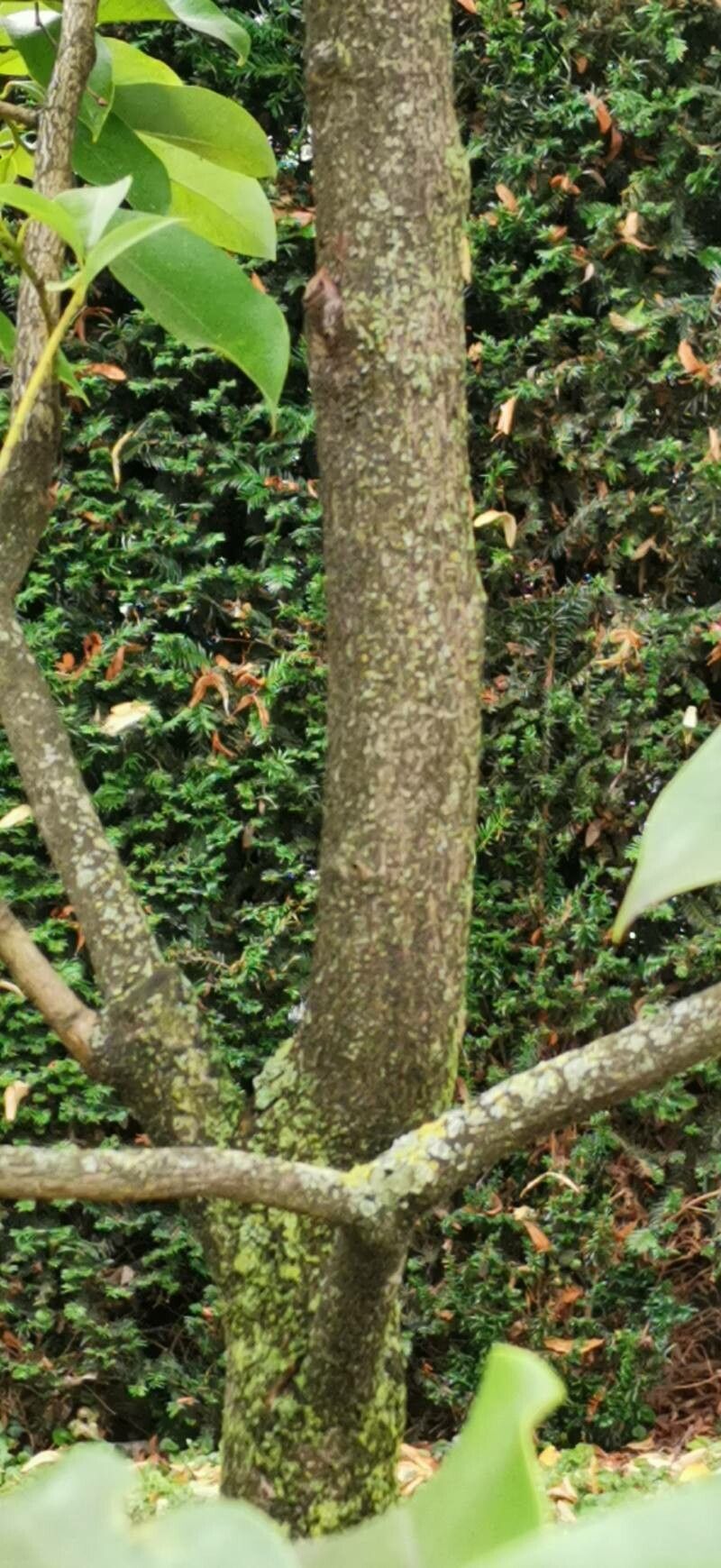 Magnolia ernestii bark