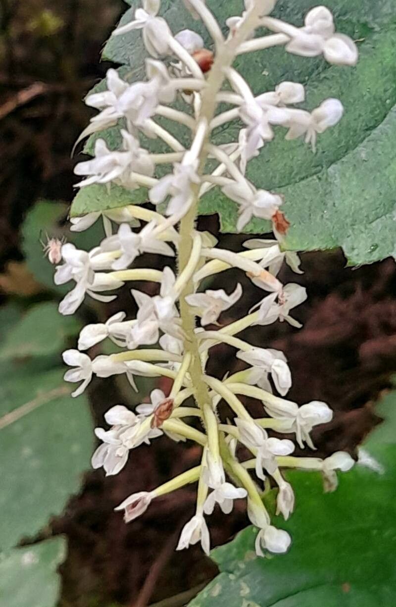 Cranichis castellanosii flower