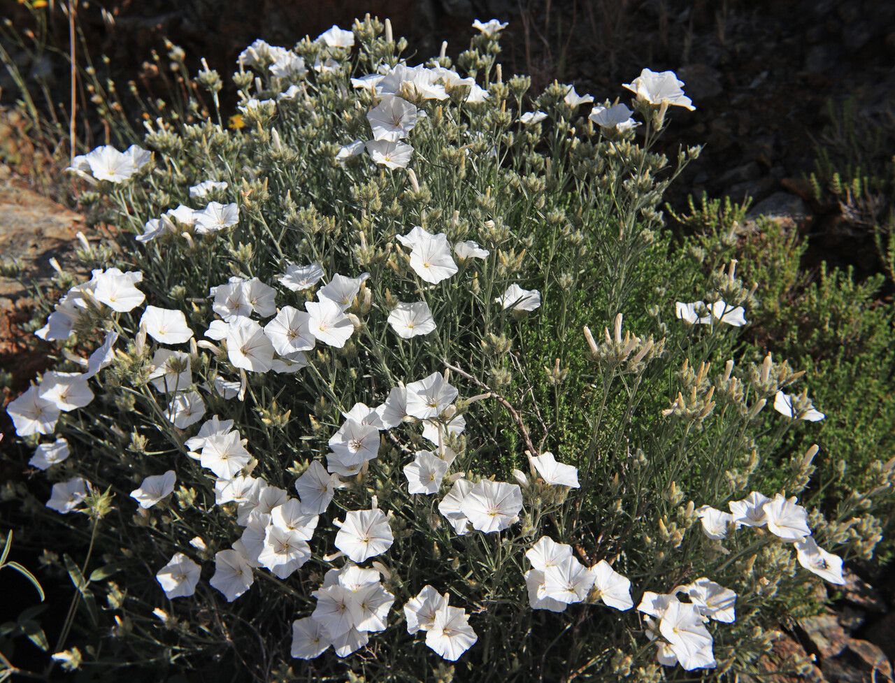 Convolvulus oleifolius habit