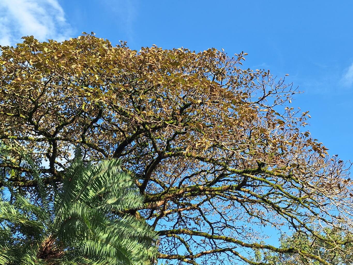 Cordia millenii habit