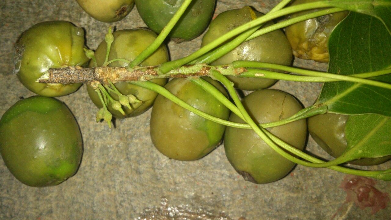 Sideroxylon capiri fruit