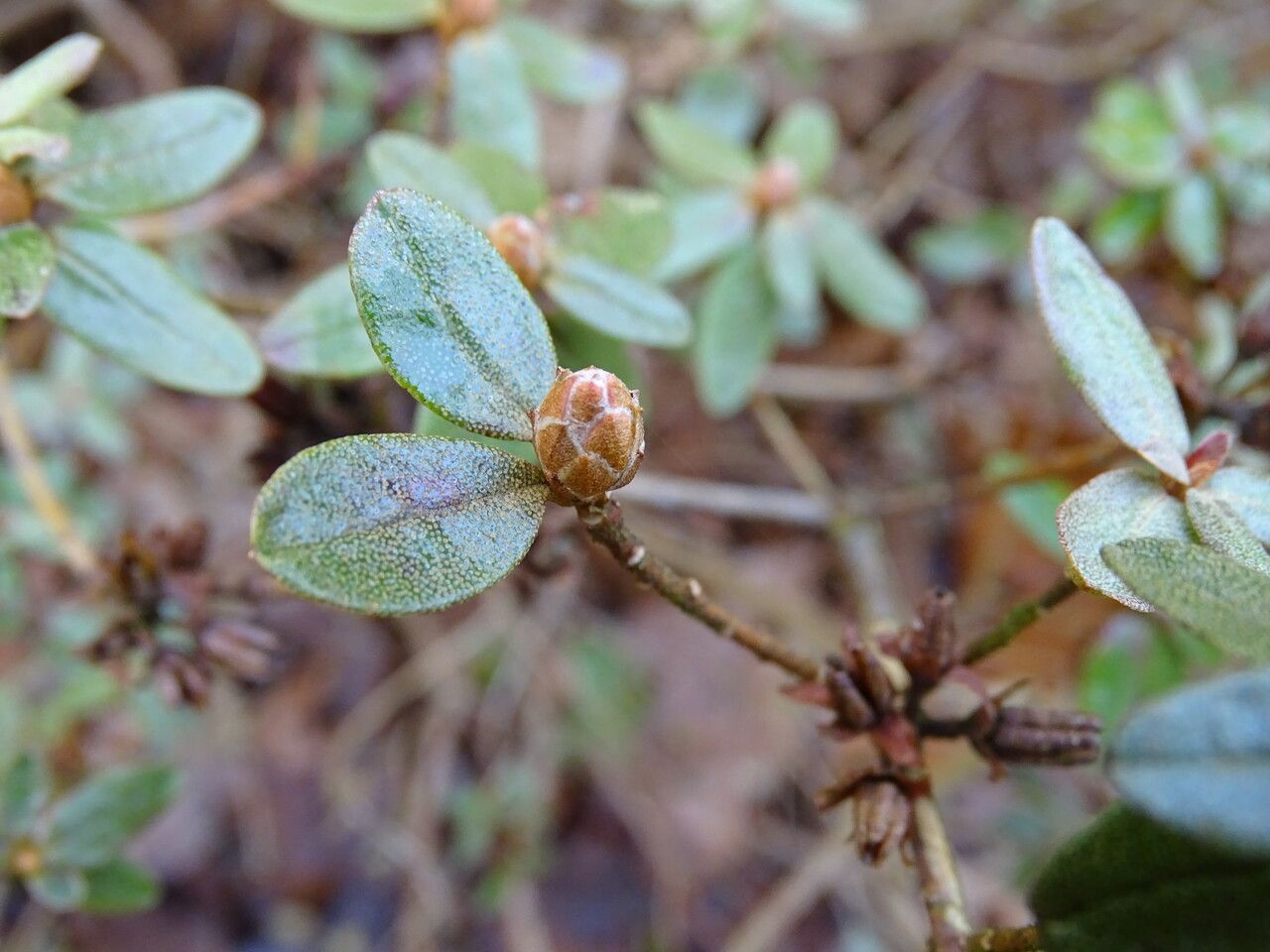 Rhododendron lapponicum leaf