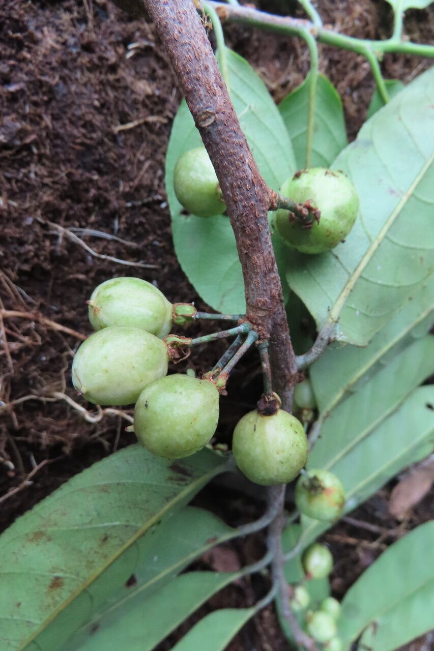 Casearia bicolor fruit