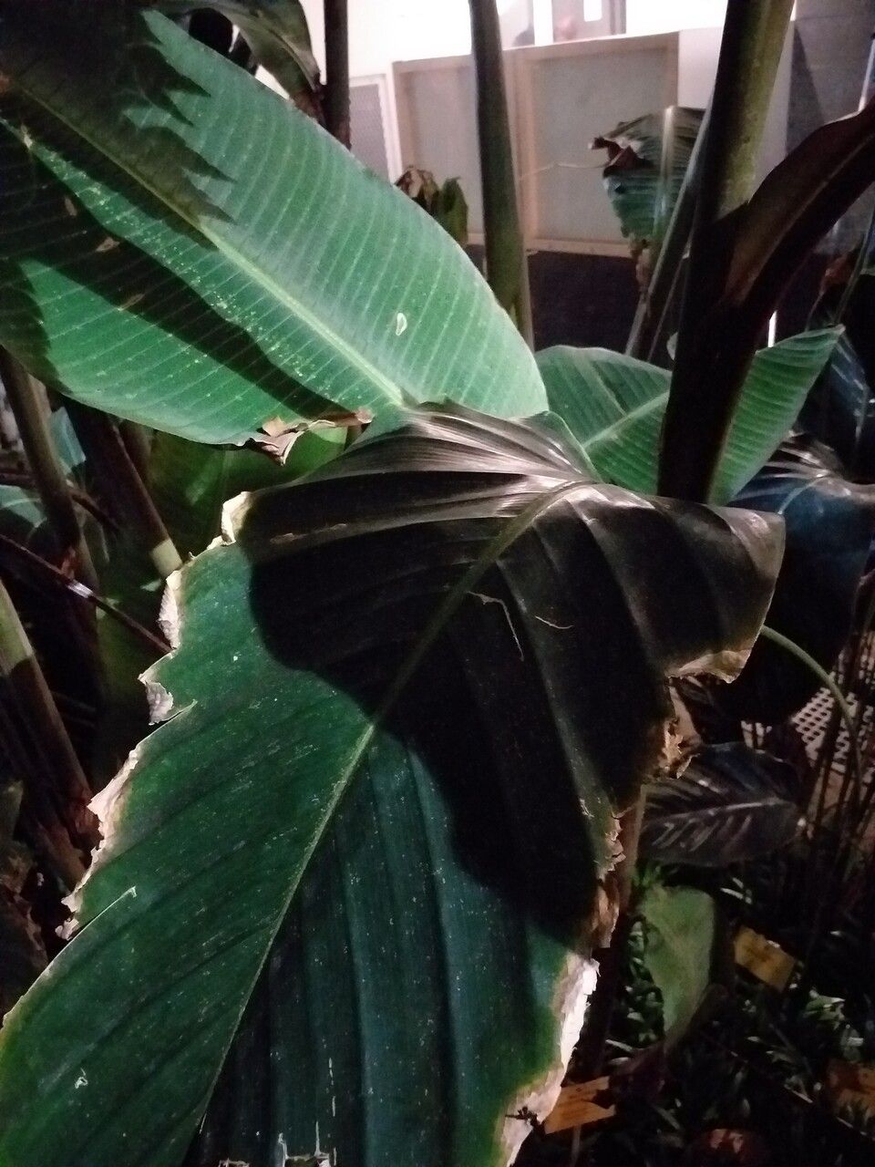 Heliconia metallica — search result for 'Heliconia'