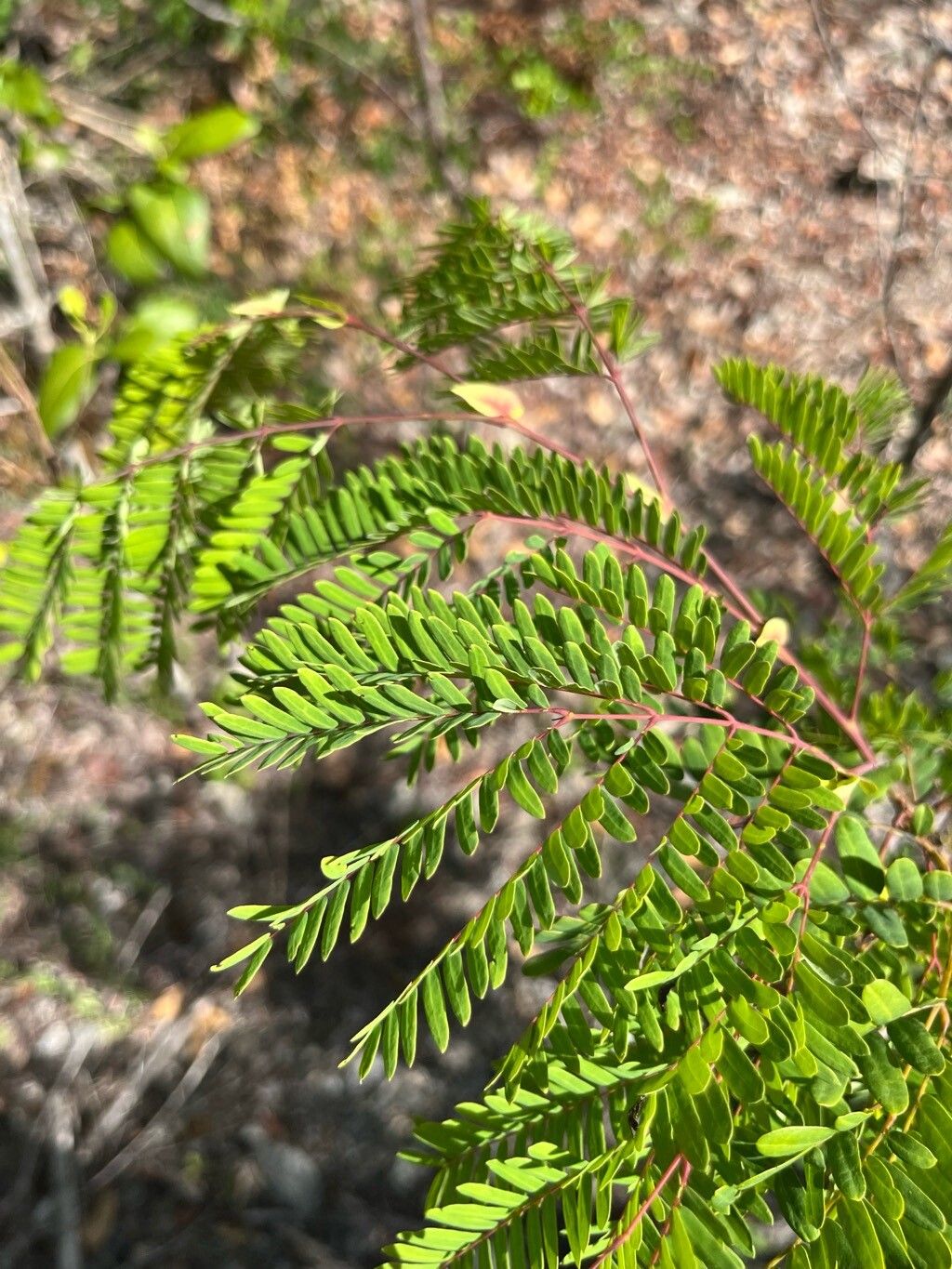 Lysiloma latisiliquum leaf
