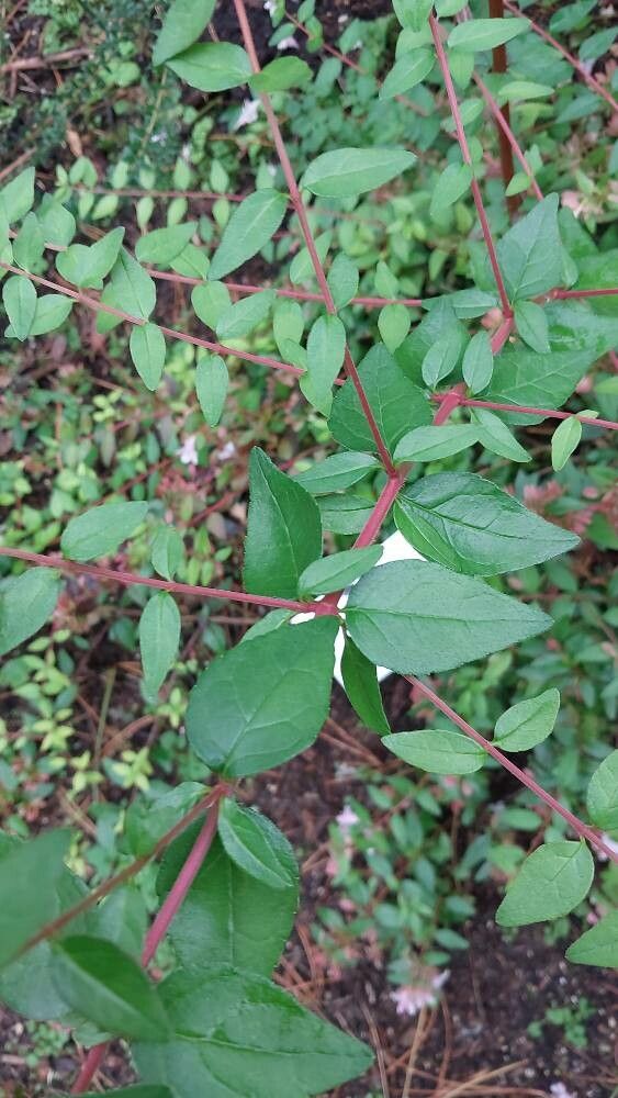 Abelia schumannii — houseplant care guide