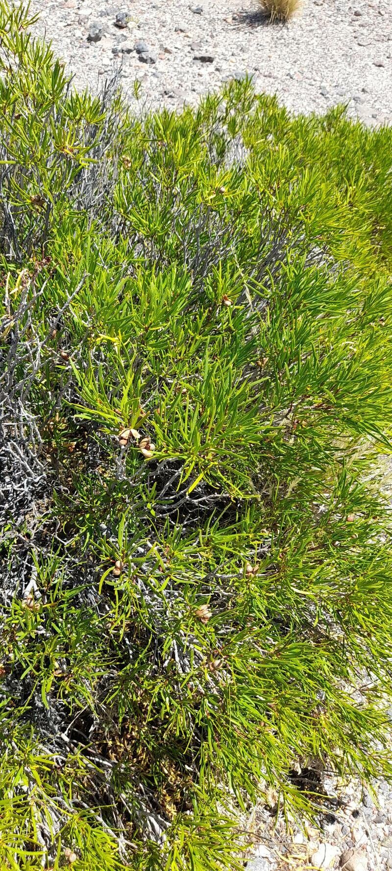 Colliguaja integerrima habit