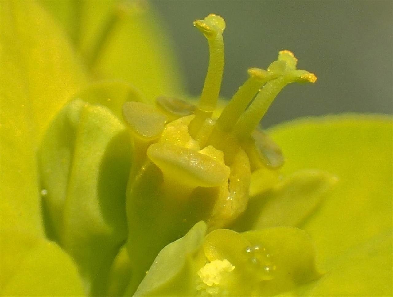Euphorbia verrucosa flower