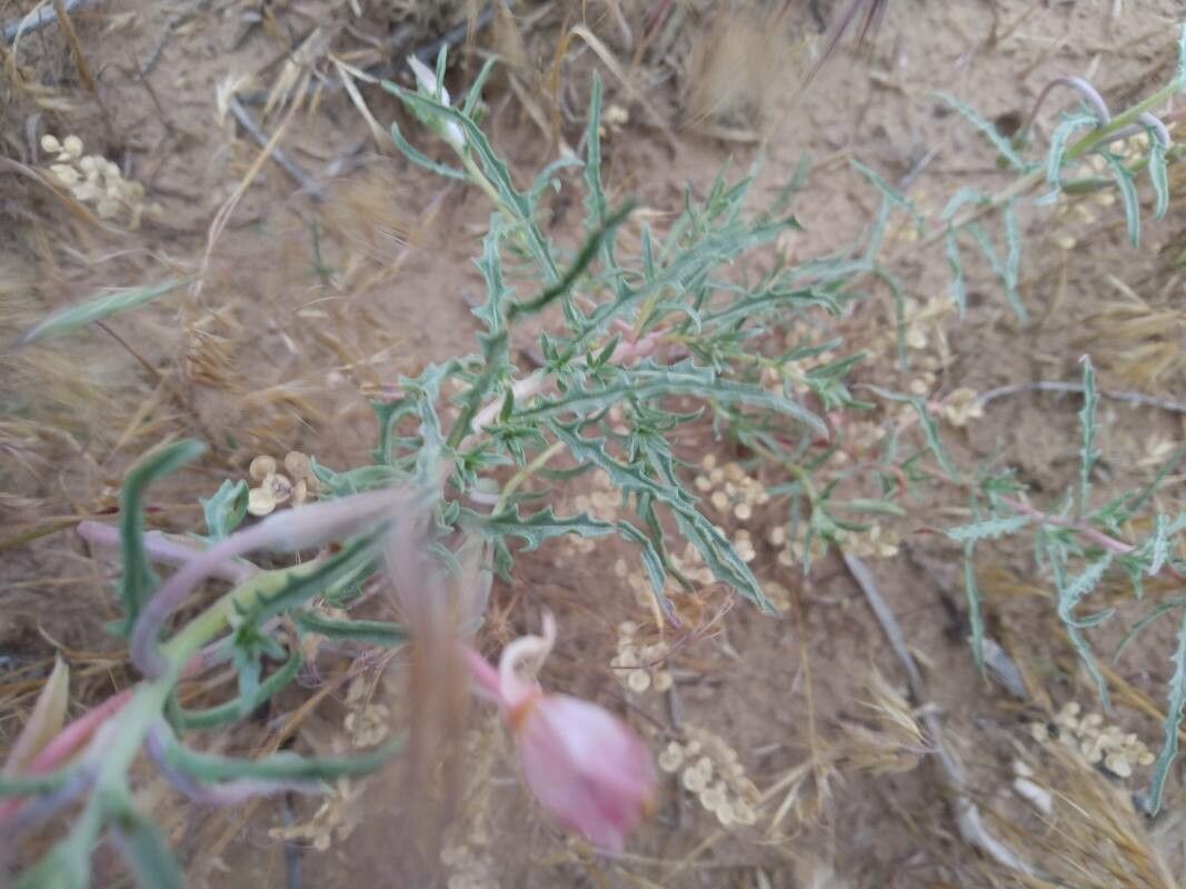 Oenothera pallida leaf