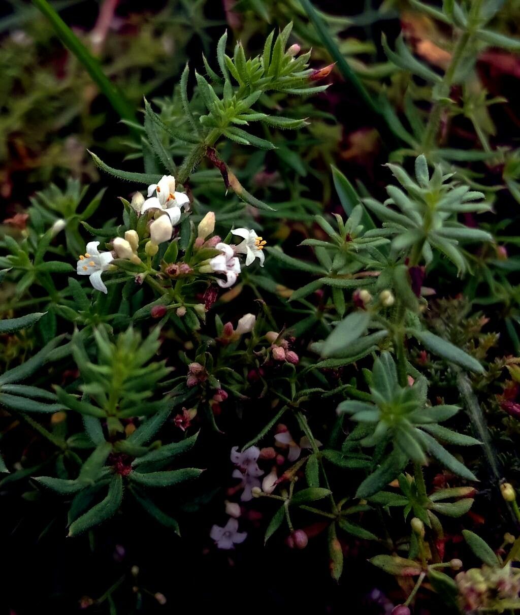 Galium parisiense flower