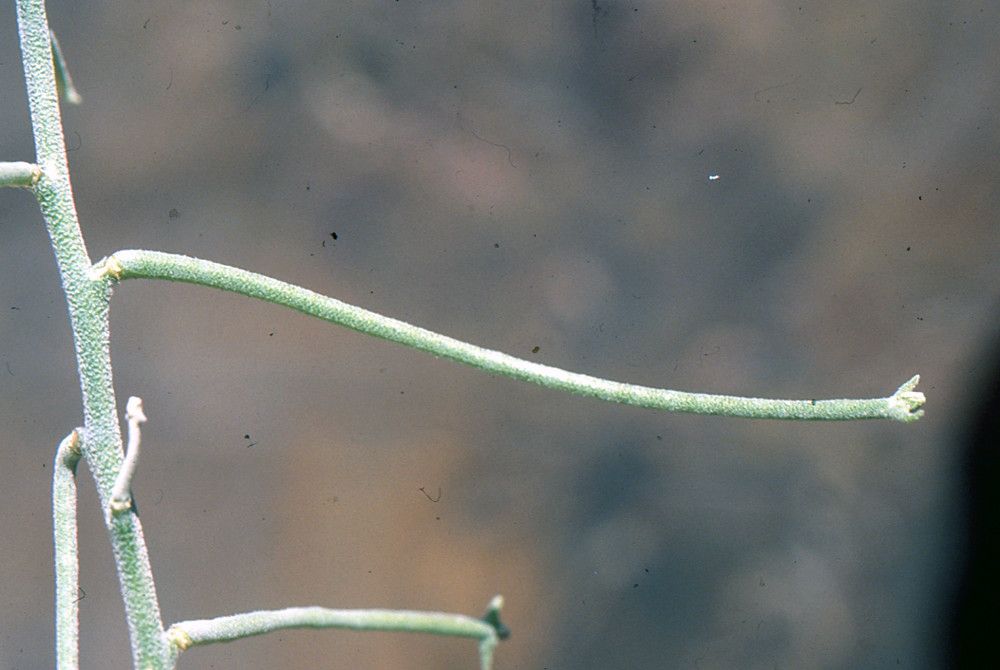 Matthiola maroccana fruit