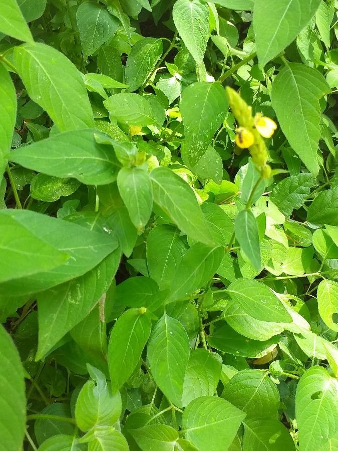 Asystasia ansellioides habit