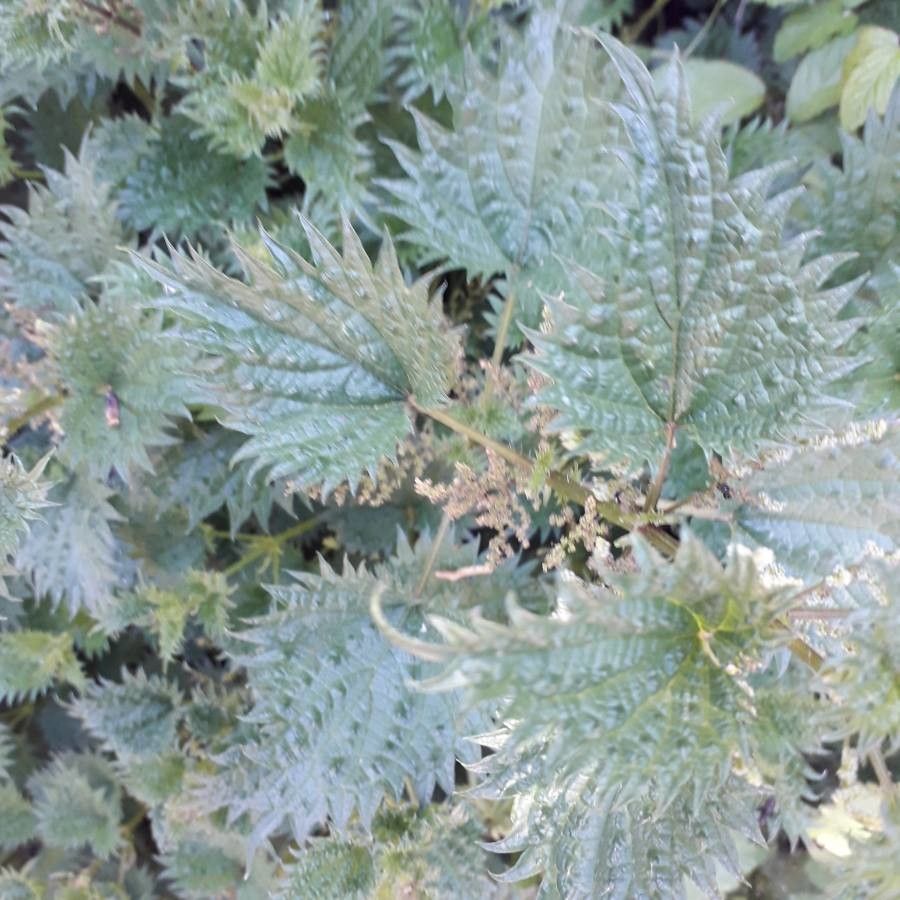 Urtica atrovirens
