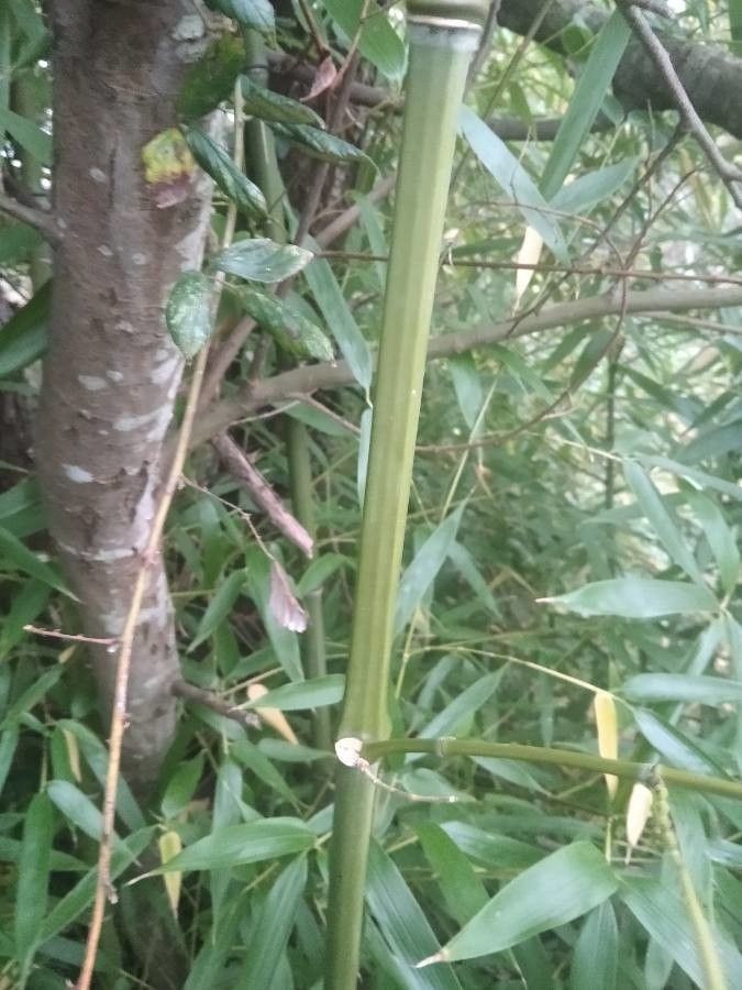 Phyllostachys sulphurea bark