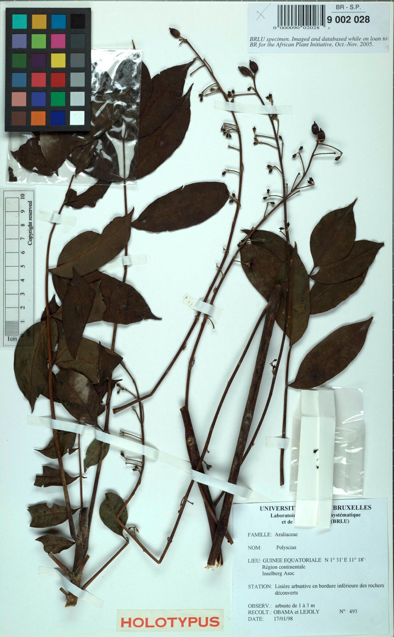 Polyscias aequatoguineensis