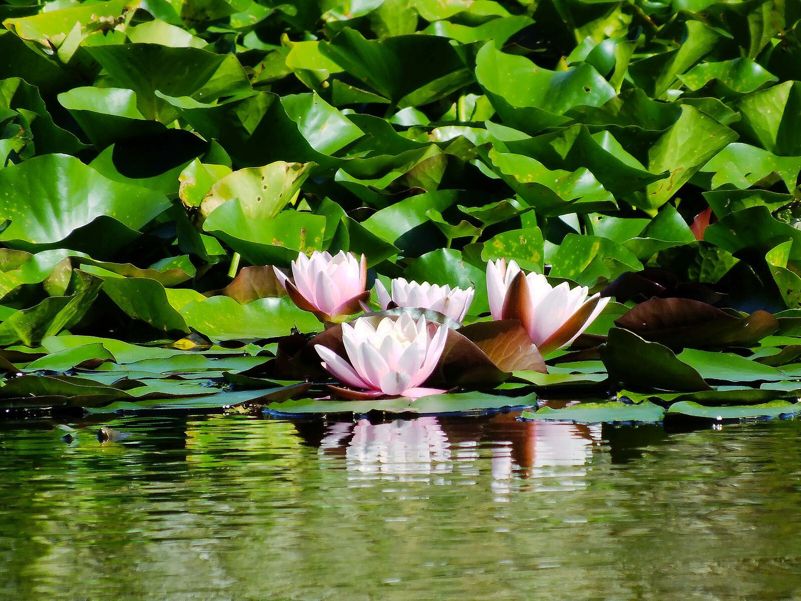 Nymphaea × marliacea habit