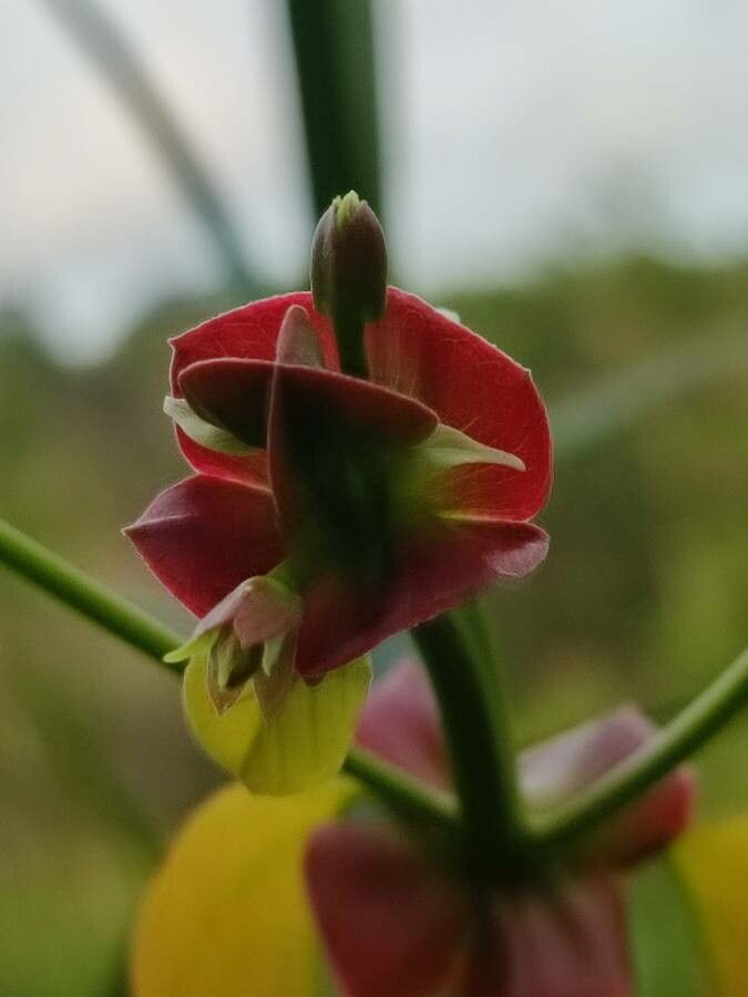 Euphorbia bracteata flower