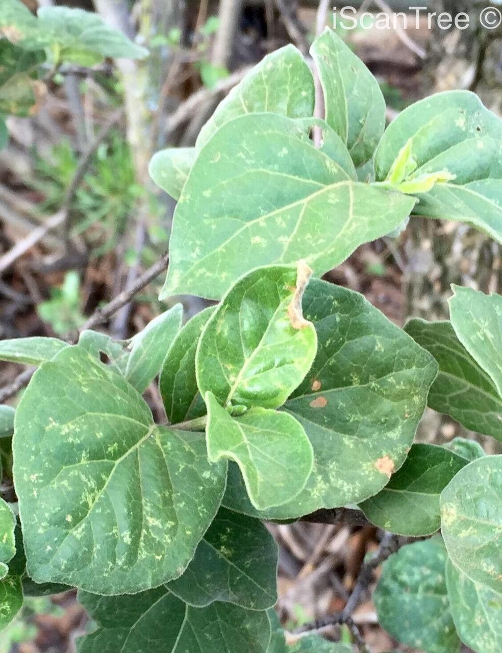 Vangueria parvifolia habit