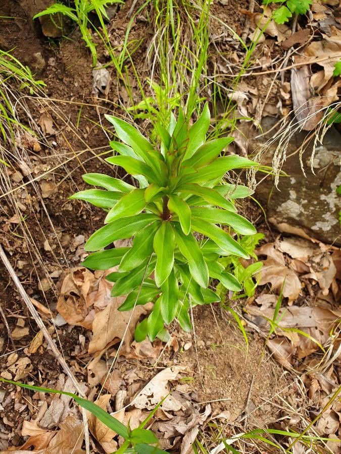 Lilium humboldtii leaf