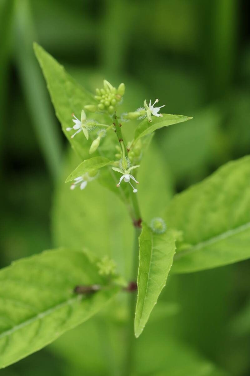 Circaea mollis — related species from the same genus